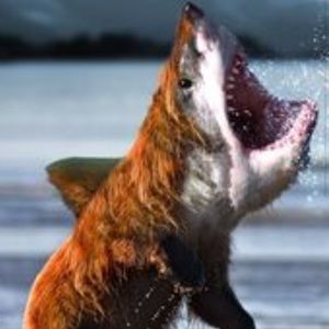 Meet your Posher, Landon